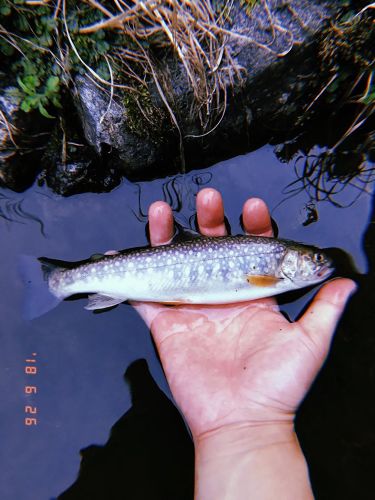 イワナの釣果