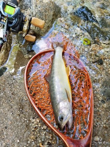 イワナの釣果