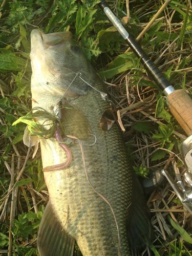 ブラックバスの釣果