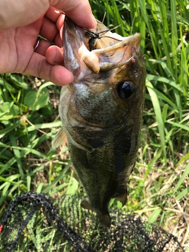 ラージマウスバスの釣果