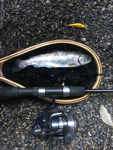 アマゴの釣果