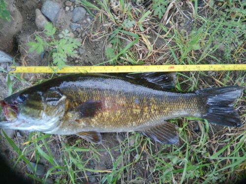 スモールマウスバスの釣果