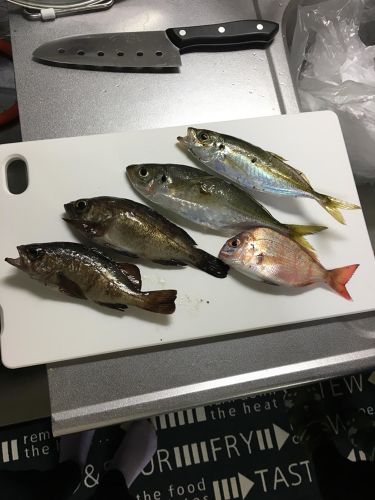 アジの釣果