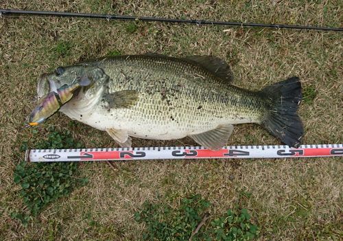 ブラックバスの釣果