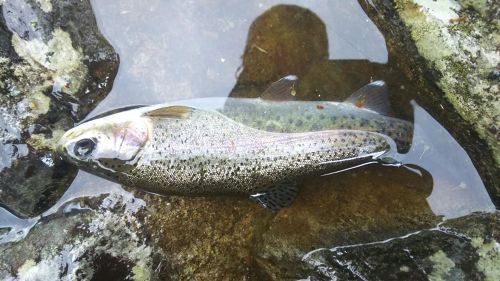 ニジマスの釣果