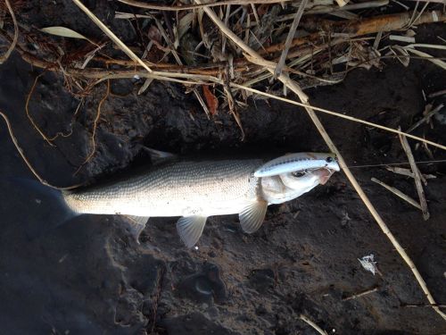 ボラの釣果