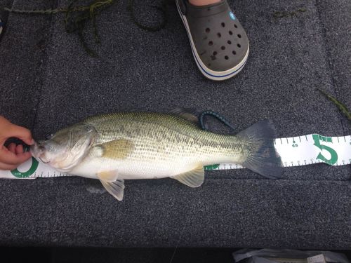 ブラックバスの釣果