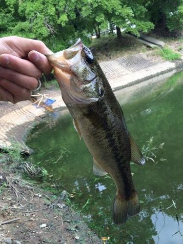 ラージマウスバスの釣果