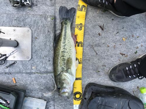 ブラックバスの釣果