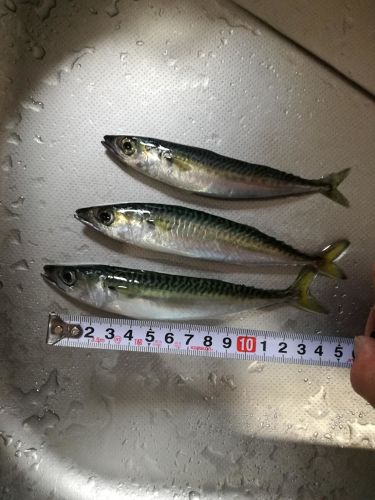 サバの釣果