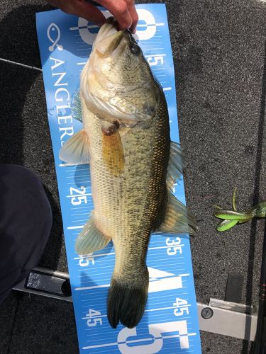 ブラックバスの釣果