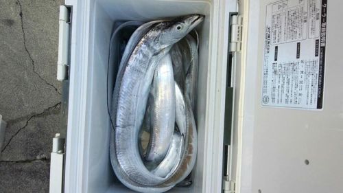タチウオ