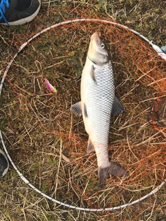 ニゴイの釣果