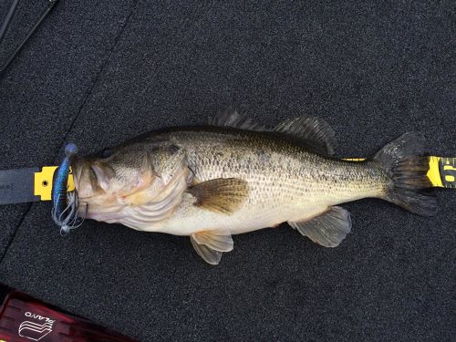 ブラックバスの釣果