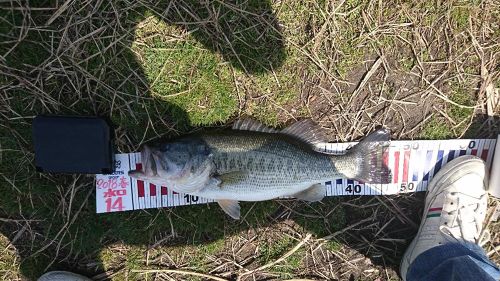 ブラックバスの釣果