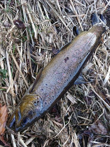 ブラウントラウトの釣果