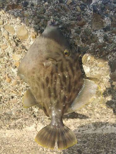 カワハギの釣果