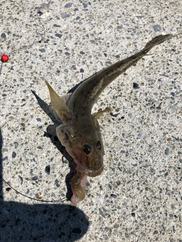 ハゼの釣果