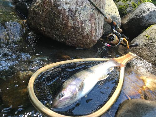 イワナの釣果