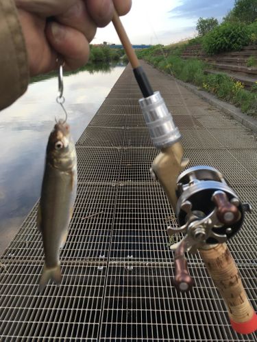 ウグイの釣果