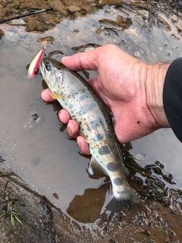 アマゴの釣果