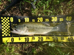 ラージマウスバスの釣果