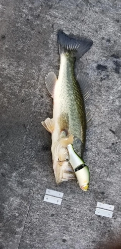 ブラックバスの釣果