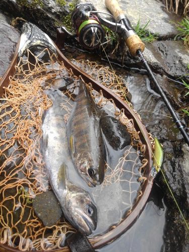 アマゴの釣果