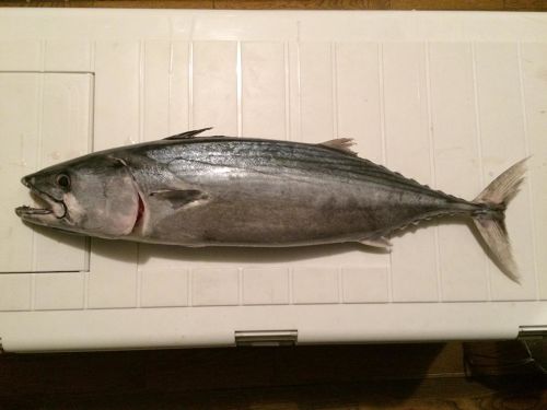 ハガツオの釣果