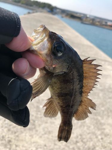 メバルの釣果