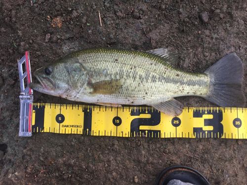 ブラックバスの釣果