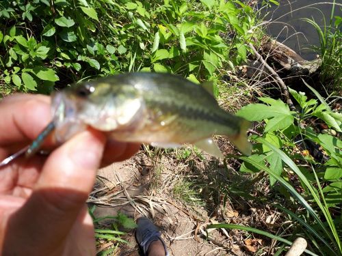 ラージマウスバスの釣果