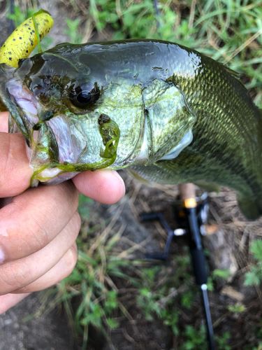 ブラックバスの釣果