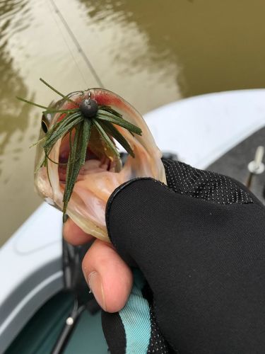 ブラックバスの釣果