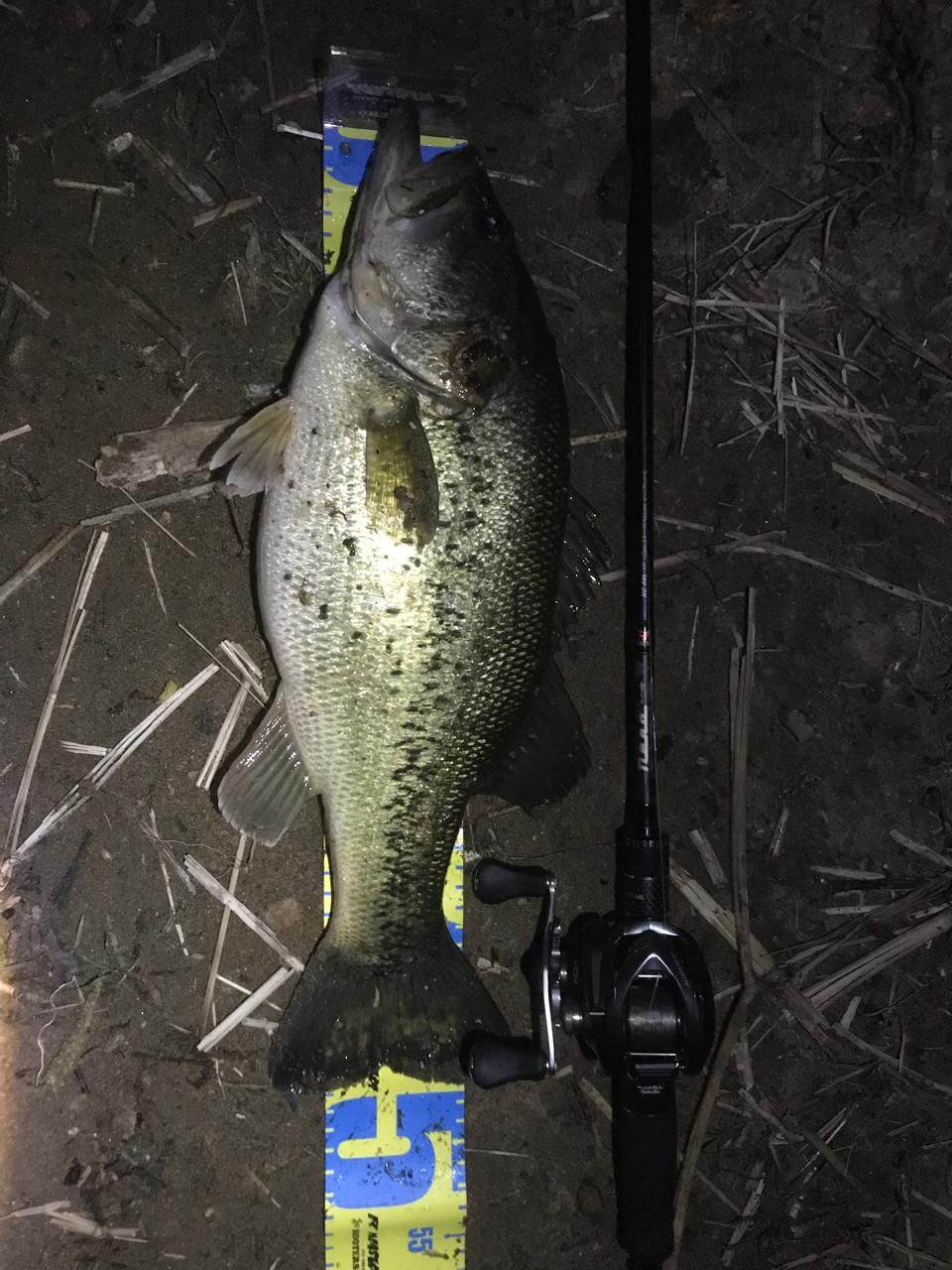 ラージマウスバス