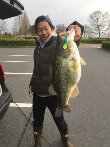 ブラックバスの釣果