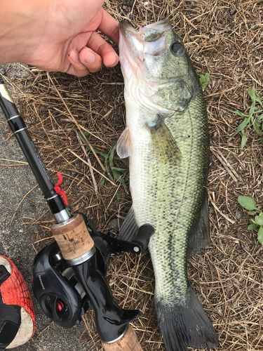 ブラックバスの釣果