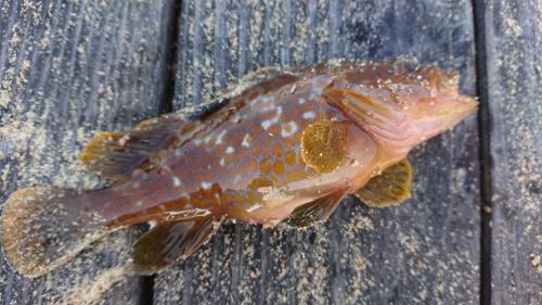 キジハタの釣果