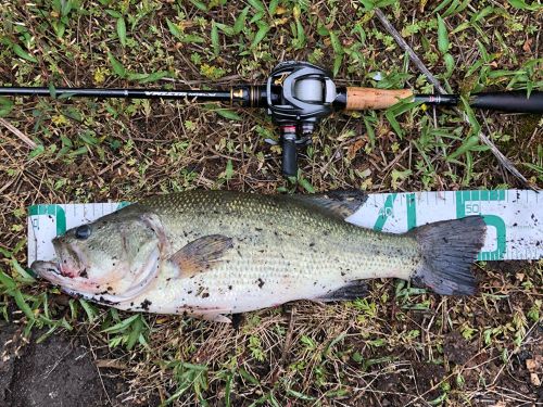 ブラックバスの釣果