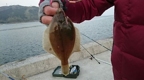 カレイの釣果