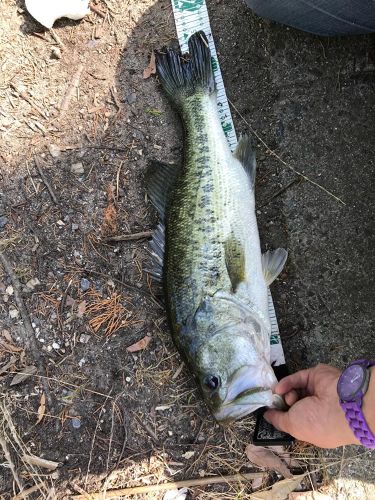 ラージマウスバスの釣果