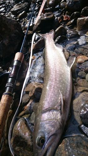 イワナの釣果