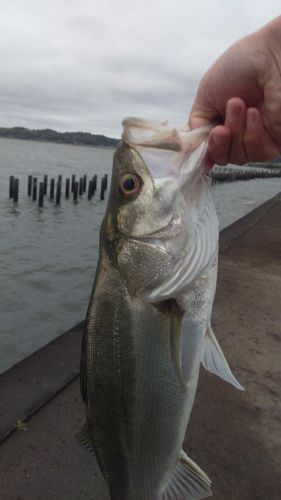 シーバスの釣果