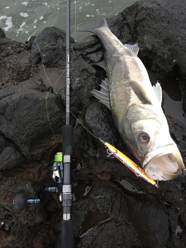 スズキの釣果