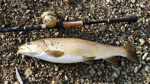 ブラウントラウトの釣果