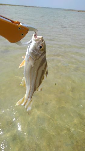 コトヒキの釣果