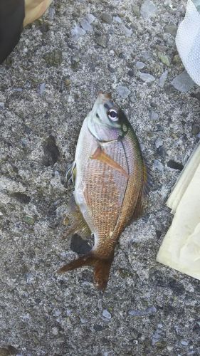 マタナゴの釣果