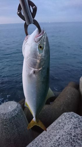 ツバスの釣果