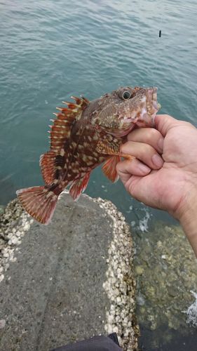 カサゴの釣果