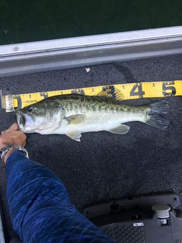 ブラックバスの釣果